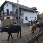Pensiunea Casa Mosului Cartisoara
