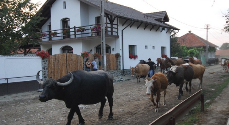 Pensiunea Casa Mosului Cartisoara